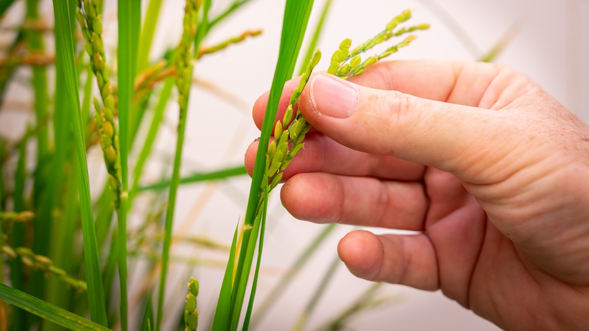 Avances hacia cultivos capaces de fijar su propio nitrógeno.jpg